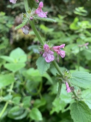 Stachys bullata