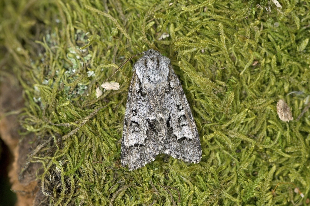 Light Knot Grass