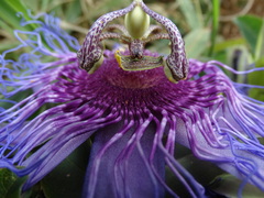 Passiflora cincinnata