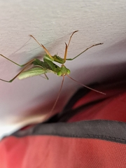 Mantis religiosa