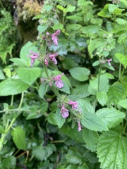 Stachys bullata