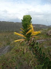 Siphocampylus imbricatus