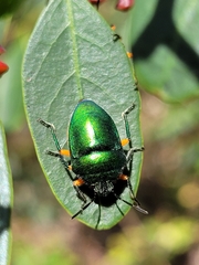 Lampromicra senator