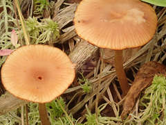 Laccaria longipes