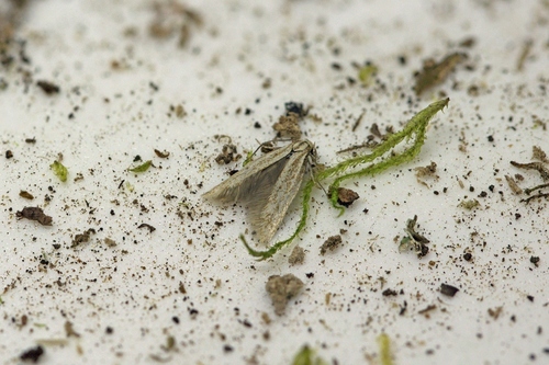 Red-brindled Dwarf