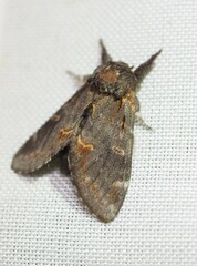 Notodonta dromedarius