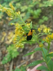 Lycomorpha pholus