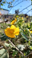 Abutilon grandifolium