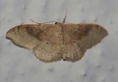 Idaea degeneraria
