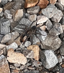 Tigrosa helluo