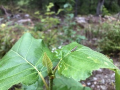 Graphocephala coccinea