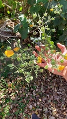 Abutilon grandifolium