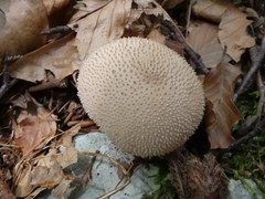 Lycoperdon