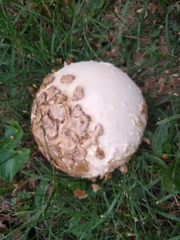 Calvatia
