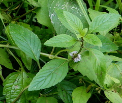 Mentha canadensis