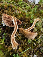 Leprocybe