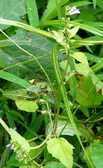 Scutellaria lateriflora