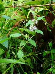 Mentha canadensis