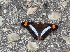 Adelpha iphicleola iphicleola