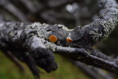 Lachnellula