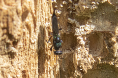 Balcha indica