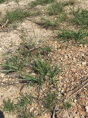 Tridens albescens