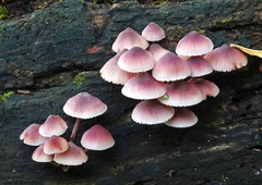 Mycena