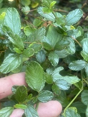 Ceanothus thyrsiflorus