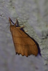 Falcaria lacertinaria