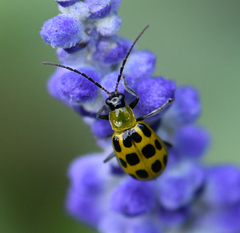 Diabrotica undecimpunctata