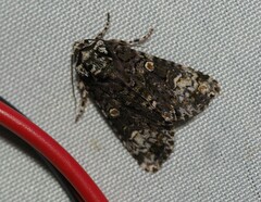 Craniophora ligustri