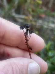 Ceanothus thyrsiflorus