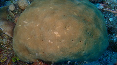 Stephanocoenia intersepta