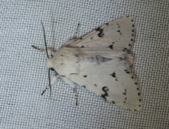 Acronicta leporina