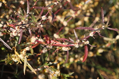 Alternanthera nodiflora