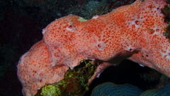 Spirastrella coccinea