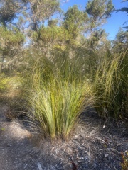 Xerophyllum tenax