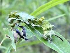 Limenitis