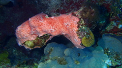 Spirastrella coccinea
