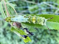 Limenitis