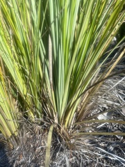 Xerophyllum tenax