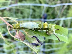 Limenitis