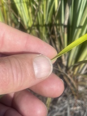 Xerophyllum tenax
