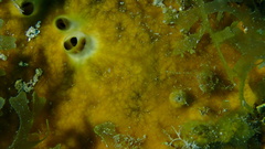 Cliona varians