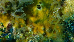 Cliona varians