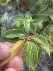 Chrysolepis chrysophylla