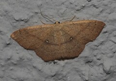 Cyclophora linearia