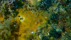 Cliona varians