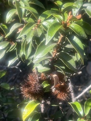 Chrysolepis chrysophylla