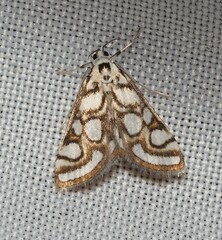 Nymphula nitidulata